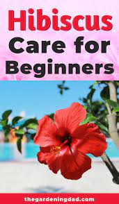 Ultimate Guide To Hibiscus Care Indoors The Gardening Dad Growing Hibiscus Hibiscus Plant Hibiscus Tree