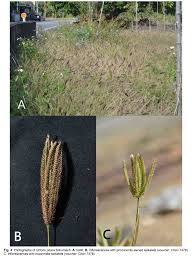 Image result for Chloris pilosa