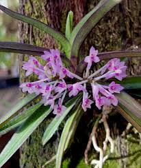 Image result for Aeranthes africana