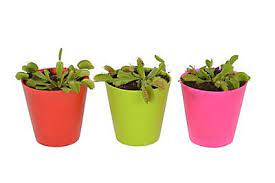 Maybe you would like to learn more about one of these? Venus Fly Trap Diy At B Q
