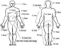 Human body woman posterior view. English Vocabulary Parts Of The Body