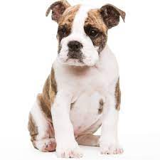 Although the olde english bulldogge was bred to reduce a lot of the health issues common to the modern english bulldog, there are still some your vet can help you track this better during puppy visits and give you a better idea of when your olde english bulldogge is ready to take on more. Olde English Bulldogge Puppies For Sale
