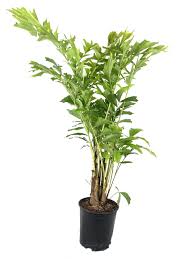 Image result for Caryota