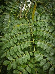 Image result for Albizia procera