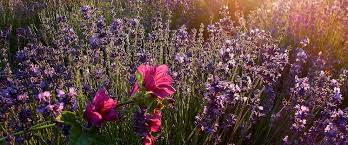 There's a definite minty scent from both the leaves and flowers of corsican mint. French Perfume The Fragrances Of France