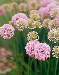 16 Of The Prettiest Allium Varieties To Plant In Your Garden Allium Flowers Plants Common Garden Plants