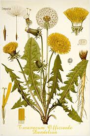 Hse Dandelion Flower Classic Botanical Poster Scientific Rare Top Notch 24x36