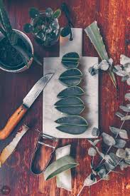 Unter der dicken schale versteckt sich das dickflüssige aloe vera gel, welches sich ganz einfach heraus lösen lässt. Multitalent Oder Mythos Aloe Vera Als Kosmetikprodukt Diy Aloe Vera Gel Mehr Als Grunzeug