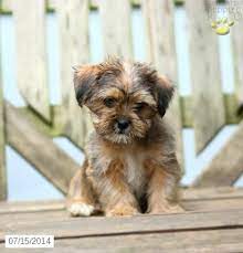 Shorkie Puppy For Sale In Pennsylvania Shorkie Puppies Puppies Shorkie Puppies For Sale