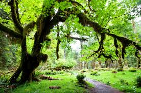 Our lodges span the peninsula providing charming, comfortable accommodations conveniently located for the perfect road trip around the peninsula loop to make your experience just what you want it to be…anything but ordinary. Olympic National Park The History The Present The Future