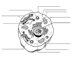 Home/education subjects/human body/unlabeled diagram of the human skeleton. Label The Model Human Cell Quiz