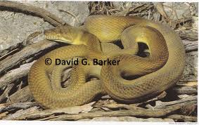 Cette espèce fait partie de la famille de viper pit et est capable de mordre jusqu'à 3 fois sa longueur. 18 Des Serpents Les Plus Rares Au Monde Site De Naturamagnifica