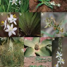 Image result for Chlorophytum affine