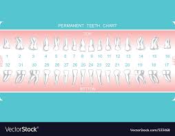 dental chart