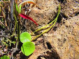 Image result for Peperomia fernandopoiana