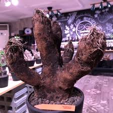 Image result for Xerophyta trichophylla