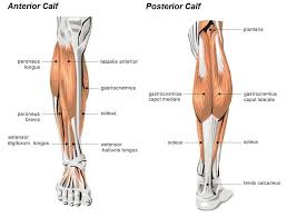 Your calf muscle is actually made up of three muscles that are attached to the achilles tendon in the posterior lower leg. Muscles Of The Lower Leg Google Search Calf Muscle Strain Calf Strain Calf Strain Exercises