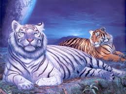 If you see some white tiger hd wallpapers you'd like to use, just click on the image to download to your desktop or mobile devices. Tigers Wallpaper 3d 2 Tiger Wallpaper Tiger Pictures Tiger Artwork