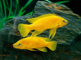 African Cichlid Care Guide & Species Profile | Fishkeeping World