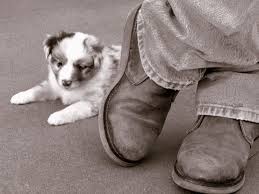 California miniature australian shepherd puppies. Legend S Miniature Australian Shepherds Quality Breeders Of Toy And Miniature Australian Shepherds Toy Mini Aussie Puppies