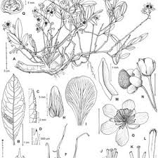 Image result for Ochna confusa