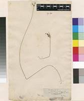 Image result for Fimbristylis madagascariensis