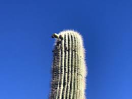 Boards are the best place to save images and video clips. Why Are Blooms Appearing On Giant Cacti Growing In Arizona San Luis Obispo Tribune