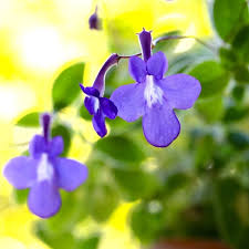 Image result for Streptocarpus eylesii