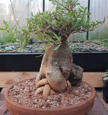 Check spelling or type a new query. Repotted My Fockea Edulis Today And I Can T Work Out Which Is My Favourite Angle Caudex