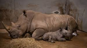 Design, model, present, analyze, realize. The Wilds Celebrates Birth Of Second Rhinoceros This Month