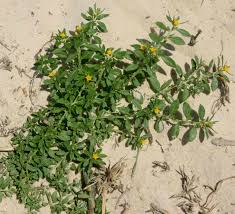 Image result for Euploca katangensis