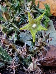 Image result for Orbea dummeri