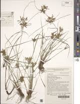 Image result for Pycreus flavescens