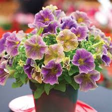 Jung Seed Container Flowers Flower Seeds Petunias