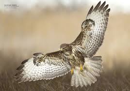 Bird With Wings Spread Images Pin On 09 Birds Of Prey Eagles Hawks Owls Lifeteams