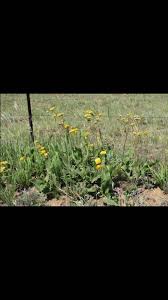 Image result for Berkheya setifera