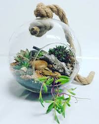 Succulent Hanging Terrarium From The Green Emporium Perth Hanging Terrarium Terrarium Succulents