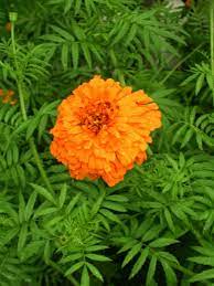 Kontak modern umat hindu india dengan umat hindu bali dimulai pada tahun 1927. Inilah Bunga Bunga Yang Pantang Dipersembahkan Balisaja Com Bernas Dan Khas Bali