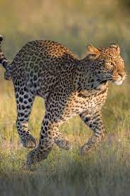 How Fast Can A Leopard Run It S Slower Than Most Of Its Prey African Leopard Leopard Hunting Animal Hunting