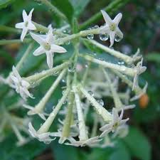 The flower is the official flower of the state of west bengal, and is also known as parijat, shefali and siuli in local west bengal region in india, and for kanchanaburi province, thailand. Cestrum Nocturnum Green Night Blooming Jasmine Plant For Garden Packaging Type Carton Box Rs 50 Piece Id 22368977612