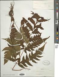 Image result for Tectaria fernandensis