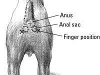 How To Empty Your Dog S Anal Sacs Dummies
