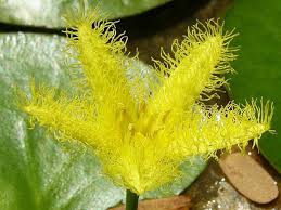 Image result for Nymphoides thunbergiana