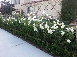 Double flowers with a touch of pink grow in large sprays beginning in spring and will repeat several times throughout summer and … continue reading white shrub rose Pin By Jocie Beeal On Landscaping Iceberg Roses Landscaping With Roses Rose Hedge