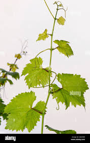 Image result for Vitis vinifera