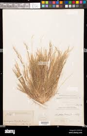 Image result for Aristida adscensionis