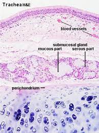 The histological structure is characterised by the functional nature of the structures. Respiratory System Histology Embryology