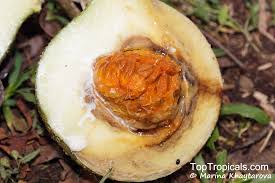 Image result for Voacanga