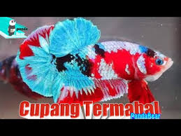 Ikan koi ini mencapai usia dua tahun saat panjangnya sudah 57 cm. 4 Jenis Ikan Cupang Terbagus Dan Termahal Youtube