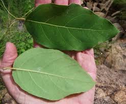 Image result for Eucalyptus torelliana
